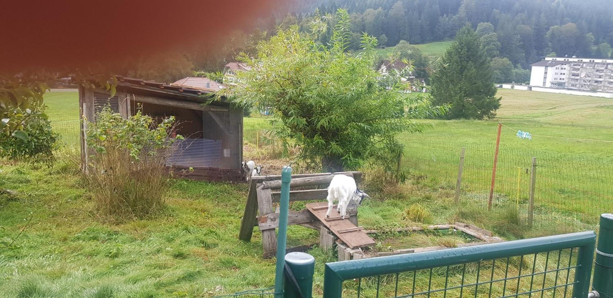 Ferienhof Ziegler- Sonnenschein Baiersbronn Luaran gambar